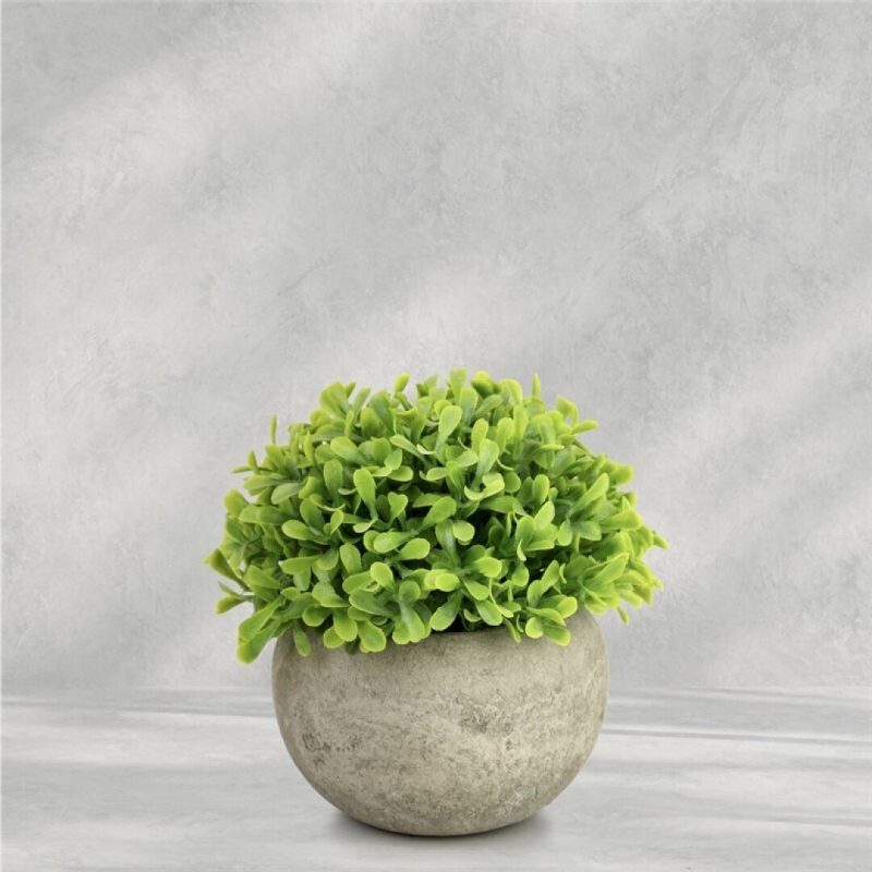 PLANTA EN MACETA 13CM