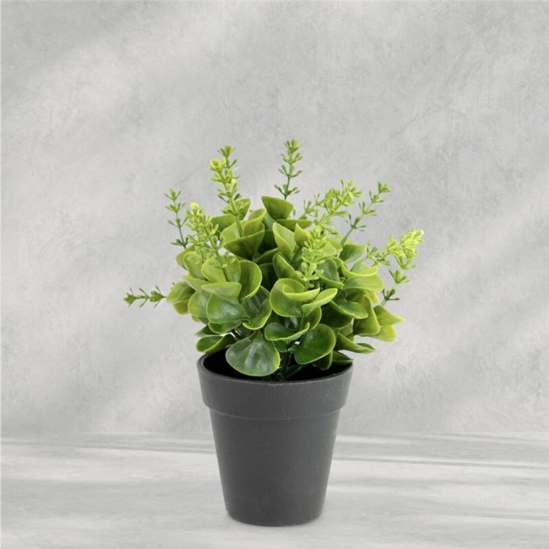 EUCALIPTO SEMILLA EN MACETA 20X22CM