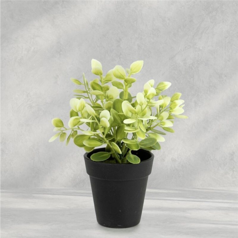 EUCALIPTO EN MACETA 20CM