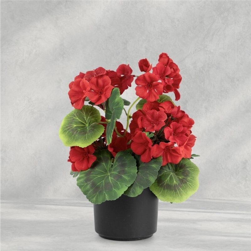 GERANIO EN MACETA X 4 28CM ROJO
