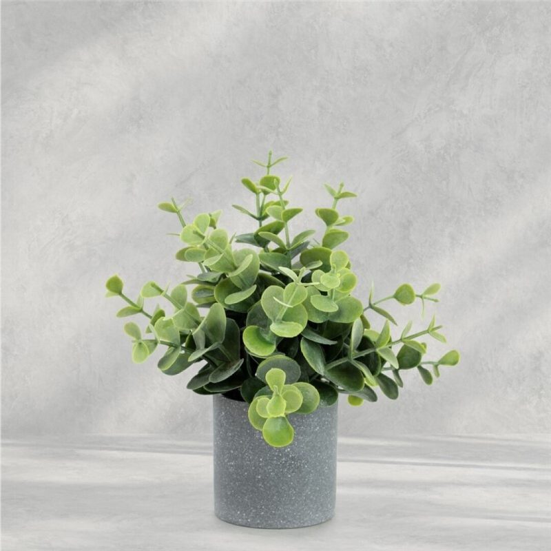 EUCALIPTO EN MACETA 18CM