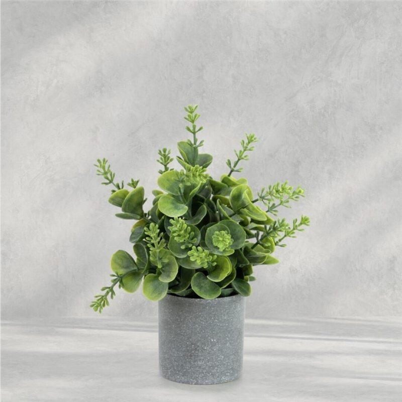 EUCALIPTO EN MACETA 20CM