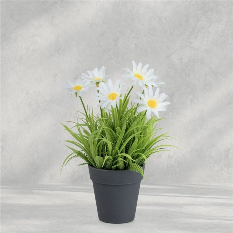 MARGARITA EN MACETA 23CM